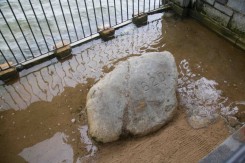 plymouth-rock-small